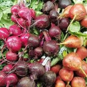 Holland Marsh Red Pickling Beets