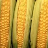 Norfolk County Corn - July to October