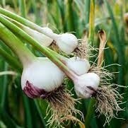 Ontario Garlic - July to February