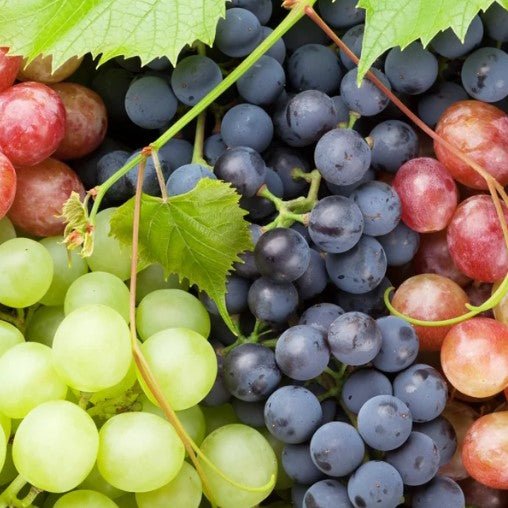 Ontario Grapes - August to September