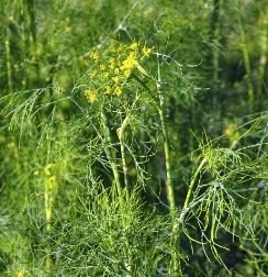 Ontario Pickling Dill - July to September