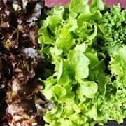 Ontario Lettuces - All Year