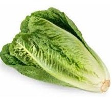 Ontario Lettuces - All Year