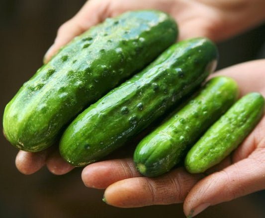 Holland Marsh Pickling Cucumbers - July to September